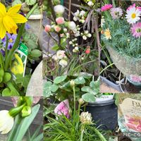 アルメリア,アルメリア,スイセン,スイセン,スノーフレークの画像