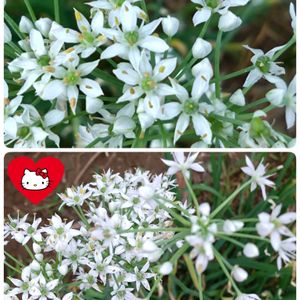 ニラ,ニラの花,白い花,プランター栽培,今日のお花の画像