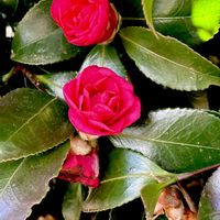 寒椿,常緑低木,花木,初見,ツバキ科の画像