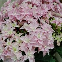 オリーブ,ハイドランジア,マーガレット,ハイドランジア　ダブルダッチ　エダム,誕生日プレゼントの画像