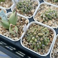 多肉植物,コノフィツム属,ベランダの画像