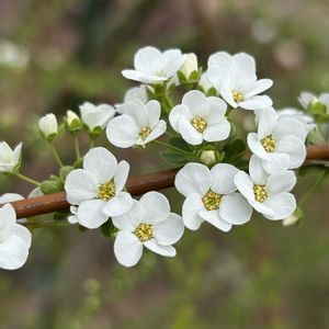 ユキヤナギ,ピンクユキヤナギ,可愛い,白い花,ピンクの花の画像