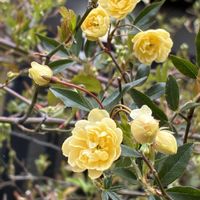 モッコウバラ,モッコウバラ,かわいい♡,おうち園芸,黄ばらの画像