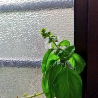 バジル,キッチンの画像