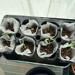 水耕栽培,家庭菜園初心者,みどりのある暮らし,南向き,おうち園芸の画像