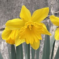 スイセン,初心者,可愛い,春の訪れ,綺麗な花の画像