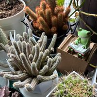 毎日6日はカエル仲間の 日,窓辺の画像