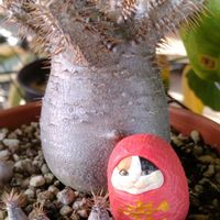 パキポディウム・グラキリス,パキポディウム・グラキリス,ホロキリス,パキポディウム属の画像