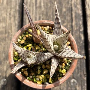 アロエブリザード,アロエ  ハイブリッド,アロエ　レッドフォックス,多肉植物,子株の画像