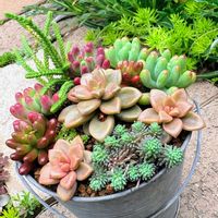 乙女心, ブロンズ姫,多肉植物,セダム属,多肉寄せ植えの画像