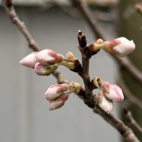 オーロラ,ハオルチア,ミニ胡蝶蘭,ミモザ,メキシカンローズの画像