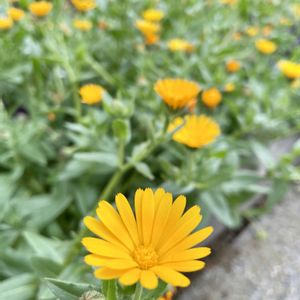 カレンデュラ,花壇,オレンジの花,素敵な出会いに感謝,金曜キラキラの画像