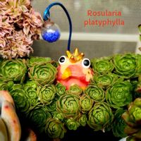 ツメレンゲ,ネリー（弦相菊）,プラティフィラ,昭和,ロスラリア属プラティフィラの画像