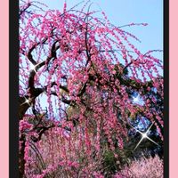 アセビ,カロライナジャスミン,サクラ,ハゴロモジャスミン,マツリカの画像