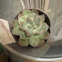 ヘラクレス,多肉植物,ダイソー,成長点の画像