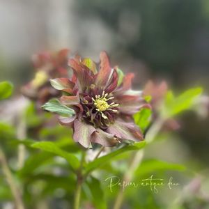 クリスマスローズ,パピエ クリスマスローズ,クリスマスローズ パピエ deux,花郷園,クリスマスローズ　パピエ　アンティークの画像