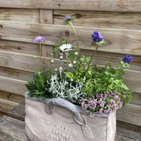 アネモネ,アリッサム,サントリナ,スカビオサ,ローダンセマムの画像