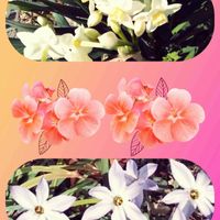 ハナニラ,ハナニラ,スイセン,ペーパーホワイト,遊び心の画像