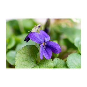 ニオイスミレ,プランター,紫の花,耐寒性多年草,スミレ科の画像