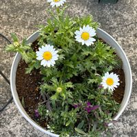 アリッサム,ノースポール,寄せ植え,花のある暮らし,かわゆいの画像