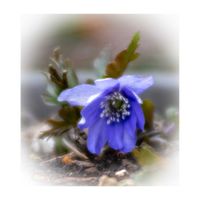 キクザキイチゲ,山野草,キンポウゲ科,青い花,植木鉢の画像