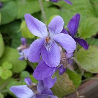 ニオイスミレ（　スイートバイオレット　）の画像