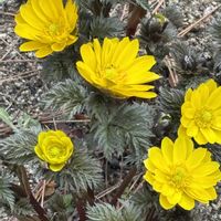 アブチロン,ゼラニウム,福寿草,GSの皆様に感謝♡,庭の画像