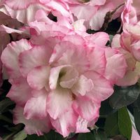 アザレア,プリムラオブコニカ,花のある暮らし,春のお花,小さな庭の画像