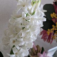 ヒアシンス,開花,玄関の画像