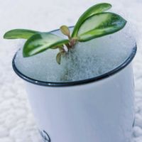 ホヤ・カルノーサ,ホヤ・カルノーサ,テラスの画像