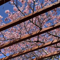 馬酔木(アセビ）,緋寒桜（ひかんざくら）,竹林,春近し,静岡県の画像