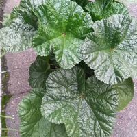 マロウセブリナ,マロウセブリナ,玄関アプローチの画像