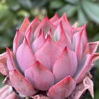 レッドドラゴン,多肉植物,紅葉する多肉,chii*レッドドラゴンの画像