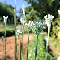 ニラ,無農薬,菌ちゃん農法,家庭菜園,畑の画像