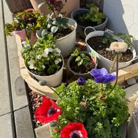 アネモネ,クリスマスロ－ズ,玄関アプローチの画像