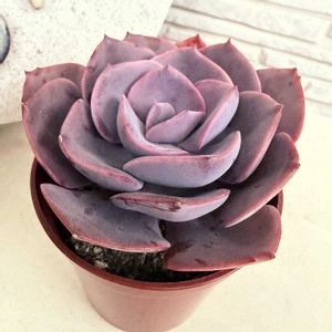 ダスティ－ローズ,水やり,多肉のある暮らし,多肉の土,タニラーの画像