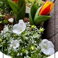 レースラベンダー,ビオラ　ラブラドリカ,ネモフィラ白,カラス葉ミセバヤ,原種チューリップ・ストレーサの画像