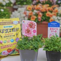 バーベナ,ペチュニア,サフィニアアート・ももいろハート,バーベナドラムス レッドシェード,購入記録の画像