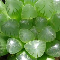 ハオルチア オブツーサ,ハオルチア属,その他部屋の画像