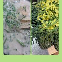 ニラ,ブロッコリー,芽キャベツ,カエルさん,ローダンセマム・アフリカンアイズの画像