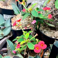 ハナキリンの画像