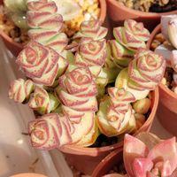 多肉植物,初心者,直射日光,外管理,ベランダの画像