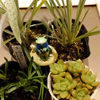 クラスペディア,クラバツム,クレマチス ペトリエイ,ビアント,ムスカリ・ダッチオブスノーの画像