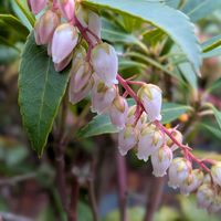 サンシュユ,馬酔木(アセビ）,しぞーか勢,我が家の庭の築山,小さな庭の画像