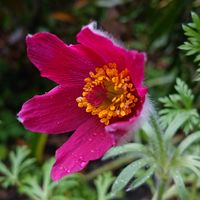 オキナグサの画像