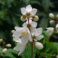 ヒメウツギの画像