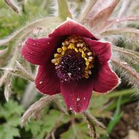 オキナグサの画像