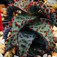 アロエ,多肉植物好きの画像