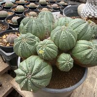 E.obesa hyb.'greenobesa',E.obesa hyb.'greenobesa',多肉植物,ユーフォルビア,花のある暮らしの画像