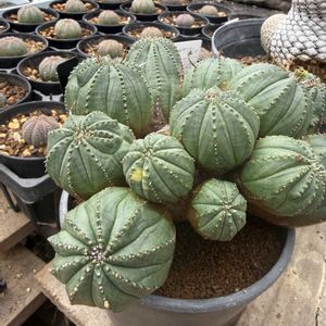 E.obesa hyb.'greenobesa',E.obesa hyb.'greenobesa',多肉植物,ユーフォルビア,花のある暮らしの画像